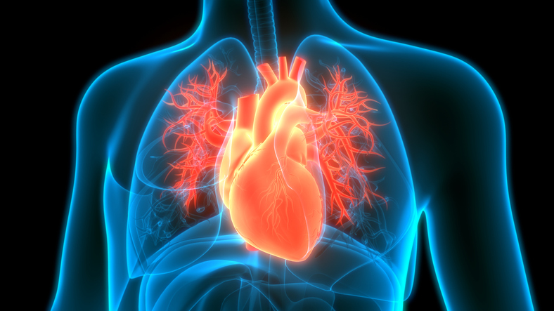 heart cardio
